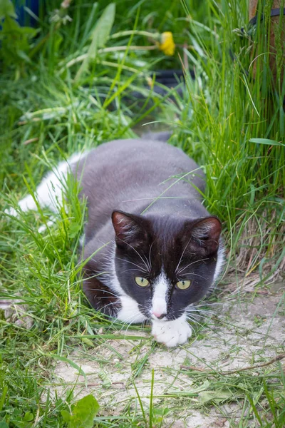 Hem en ung svart och vit katt promenader i landet varvet — Stockfoto