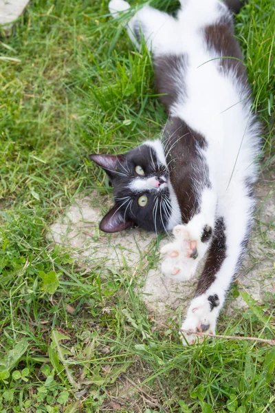 Domů mladá Černobílá kočka kráčí v venkovském dvoře — Stock fotografie