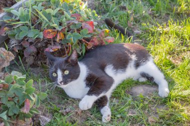 Ev genç bir siyah ve beyaz kedi ülke bahçesinde yürür
