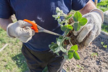 Yaşlı bir adam spr bahçede çilek nakli