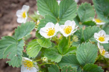 Erken yaz aylarında bahçede çilek çiçek
