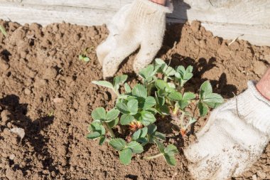 Yaşlı bir adam spr bahçede çilek nakli