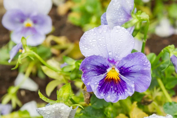 Květy v dešti rostou v zahradě v Sumi — Stock fotografie