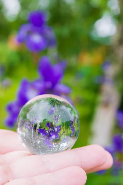 Flor de íris é refletida em uma bola de vidro no verão — Fotografia de Stock