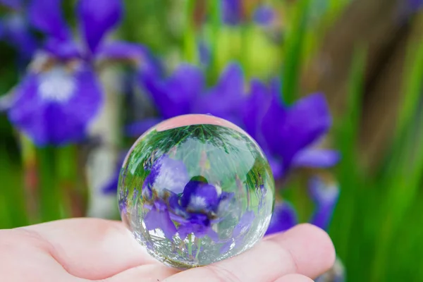 アイリスの花は夏にガラスのボールに反映されます — ストック写真