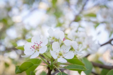 Geç baharda çiçekli Beyaz armut ağacı çiçekleri