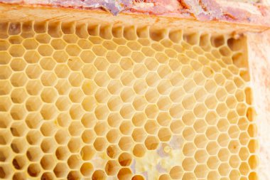 Mumdan bal arı evlerine sarı petekler