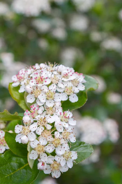 初夏の白い花にブッシュブラックチョークベリーを咲かせる — ストック写真