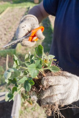 Yaşlı bir adam spr bahçede çilek nakli