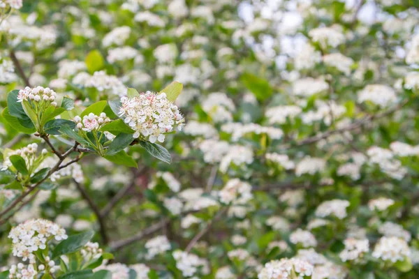 Буш цветет черной черникой в начале лета белые цветы — стоковое фото