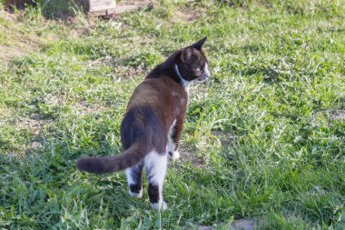 Ev genç bir siyah ve beyaz kedi ülke bahçesinde yürür
