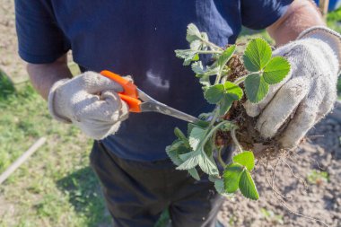 Yaşlı bir adam spr bahçede çilek nakli