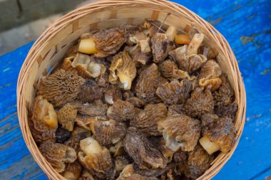 Toplanan mantar morels yalan bir hasır sepet