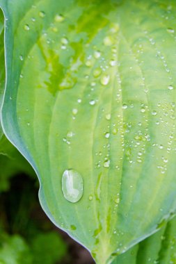 Bitki yeşil yaprakları üzerinde yağmur damlaları ve çiy