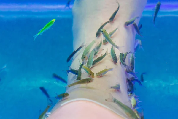 Ryba Garra rufa v akváriu ošetřovaných nohách — Stock fotografie