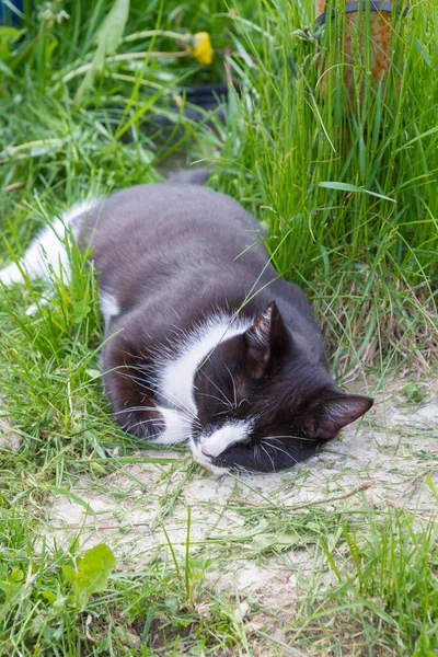 家一只年轻的黑白猫在乡间院子里散步 — 图库照片