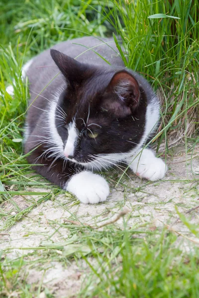 Hem en ung svart och vit katt promenader i landet varvet — Stockfoto