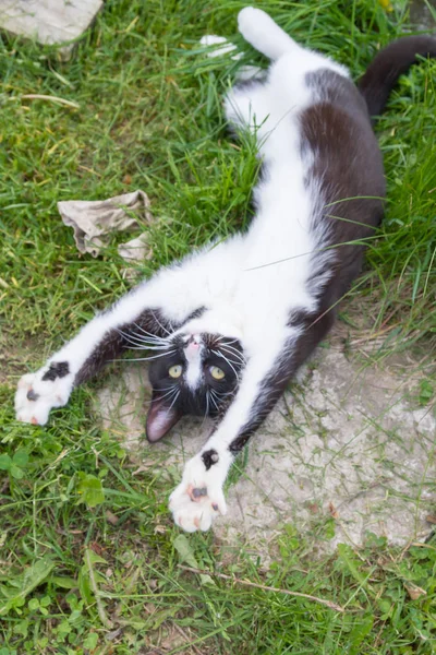 Ev genç bir siyah ve beyaz kedi ülke bahçesinde yürür