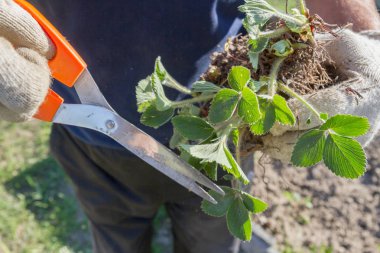 Yaşlı bir adam spr bahçede çilek nakli