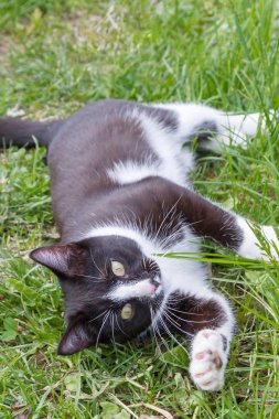 Ev genç bir siyah ve beyaz kedi ülke bahçesinde yürür