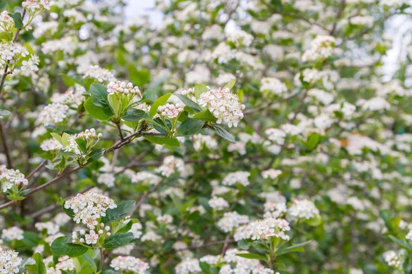 Blommar Bush svart Aronia i början av sommaren vita blommor — Stockfoto