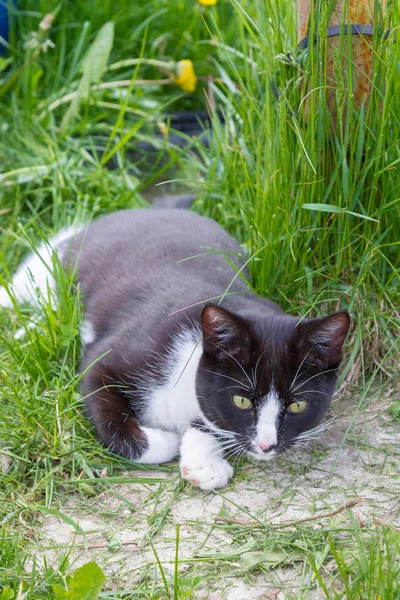 Hem en ung svart och vit katt promenader i landet varvet — Stockfoto