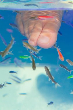 Akvaryum balık Garra rufa ayak tedavi