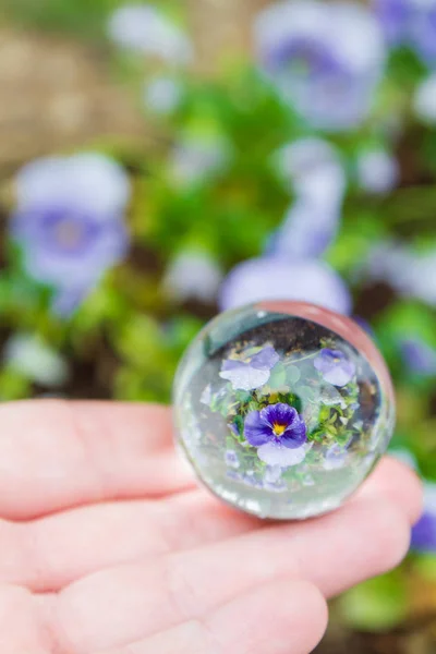 Flores pálidas refletidas em uma bola de vidro no verão — Fotografia de Stock