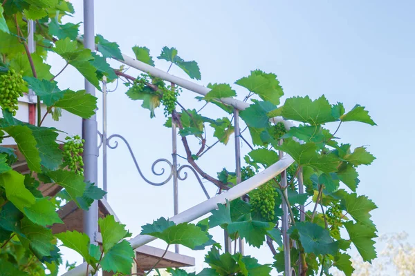 Weintrauben wachsen im Sommer auf einer Wendeltreppe — Stockfoto