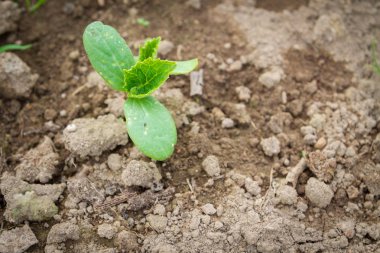 Sümer içinde sera fidanları salatalık filiz lahanası