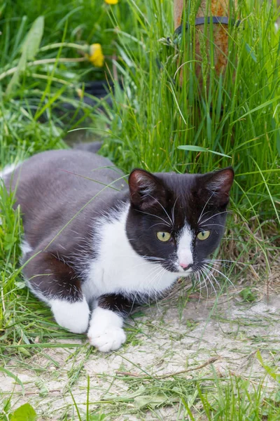 Ev genç bir siyah ve beyaz kedi ülke bahçesinde yürür