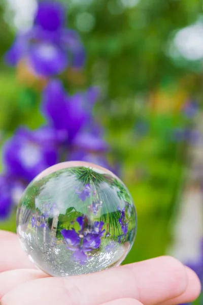 Flor de iris se refleja en una bola de vidrio en el verano — Foto de Stock