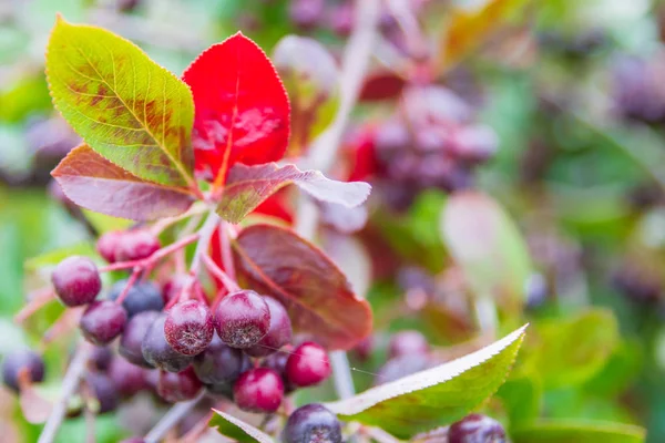 Το chokeberry μεγαλώνει σε ένα θάμνο στα τέλη του καλοκαιριού — Φωτογραφία Αρχείου