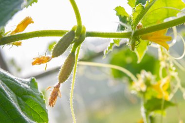 Dalında sarı bir çiçek olan salatalık embriyosu.