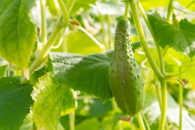 Serada salatalıklar dalda sallanıyor.