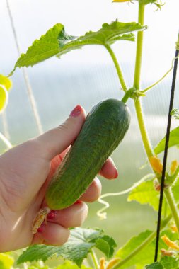 Bir kadının eli seradaki bir daldan salatalık alıyor.