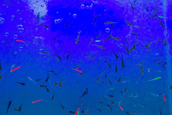 Peixe Garra rufa nadar no aquário no verão — Fotografia de Stock