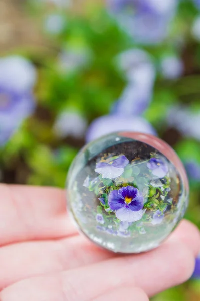 Flores pálidas refletidas em uma bola de vidro no verão — Fotografia de Stock