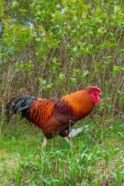 Bright cock walks in the yard on the green grass — Stock Photo, Image