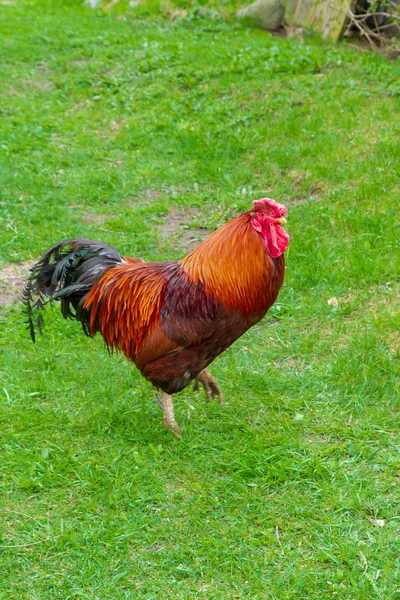 Bright cock walks in the yard on the green grass — Stock Photo, Image