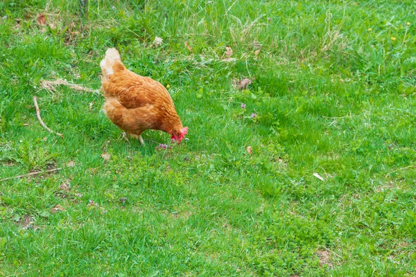 Los pollos caminan en el patio sobre la hierba verde —  Fotos de Stock