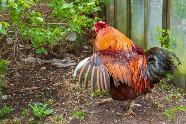 Bright cock walks in the yard on the green grass — Stock Photo, Image