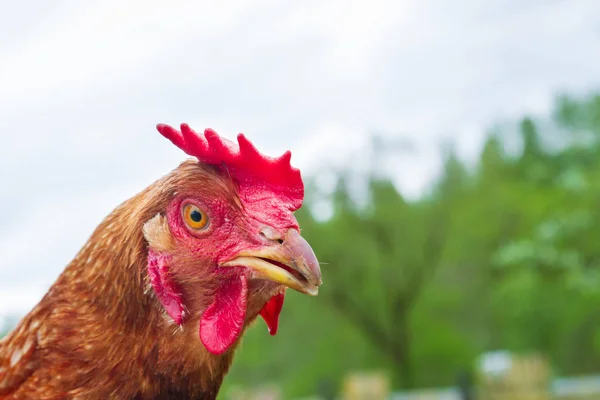 Portrait of a domestic chicken in the yard in the summer — Stock Photo, Image