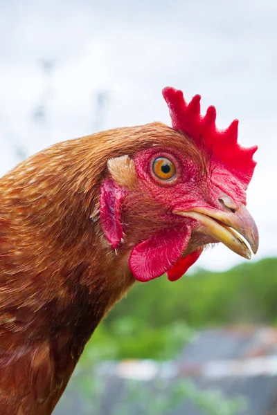 Portré a hazai csirke az udvaron a nyár — Stock Fotó