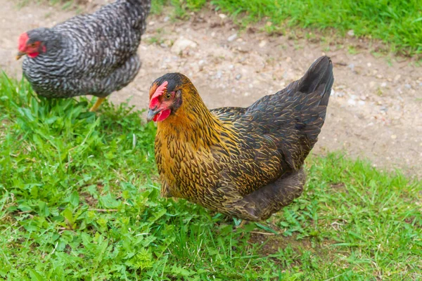 Tavuklar yeşil çimenlerin üzerinde bahçede yürürler. — Stok fotoğraf