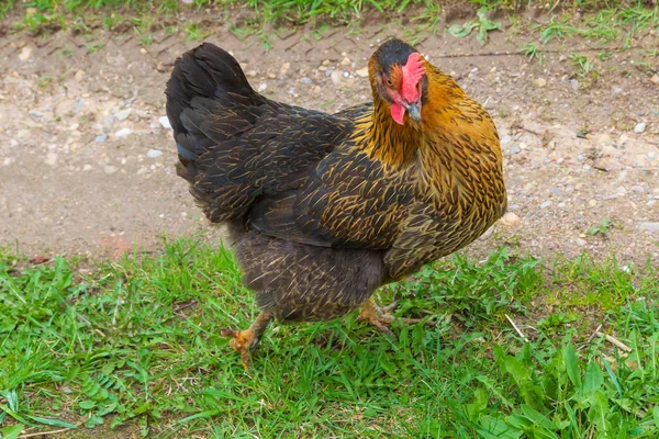 鶏は緑の草の上の庭を歩く — ストック写真