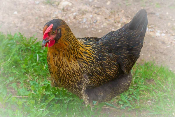 Tavuklar yeşil çimenlerin üzerinde bahçede yürürler. — Stok fotoğraf