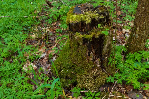 The basal remnant of a fallen tree in the forest in summer