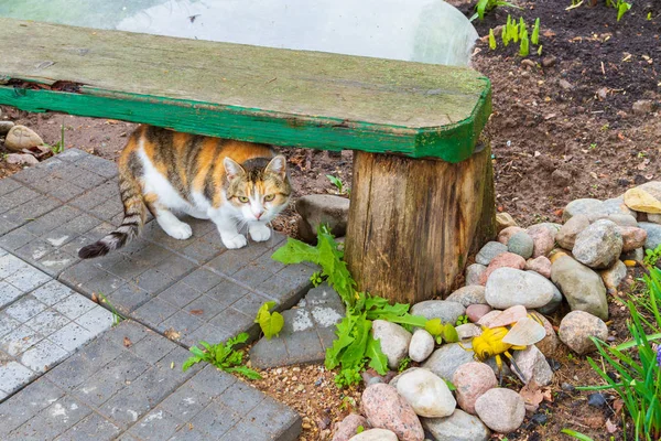 Gato doméstico colorido sentado na rua no início da primavera — Fotografia de Stock