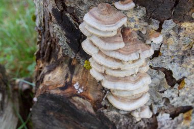 Mantar ve erken ilkbaharda ağaç kabuğu